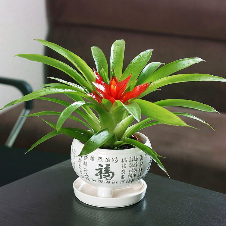 鴻運(yùn)當(dāng)頭植物